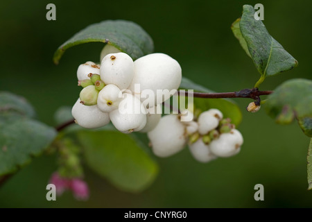 Snowberry comune, waxberry (Symphoricarpos albus, Symphoricarpos racemosus), il ramo con frutti, Germania Foto Stock