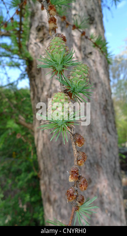 Giapponese larice (Larix kaempferi), fioritura coni, Germania Foto Stock