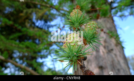 Giapponese larice (Larix kaempferi), fioritura coni, Germania Foto Stock