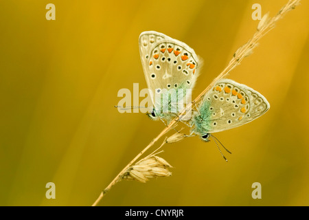 Comune (blu Polyommatus icarus), due uomini seduti su un orecchio di erba, in Germania, in Renania Palatinato Foto Stock