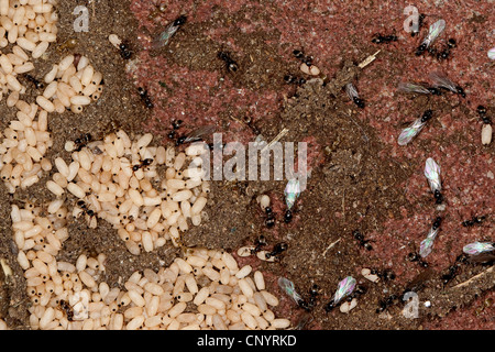 Black ant, comune black ant, giardino ant (cfr. Lasius niger), nido con uova, lavoratori, poco maschi e individui alato , Germania Foto Stock