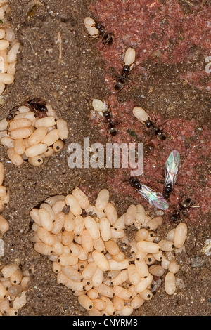 Black ant, comune black ant, giardino ant (cfr. Lasius niger), nido con uova, lavoratori, poco maschi e individui alato , Germania Foto Stock