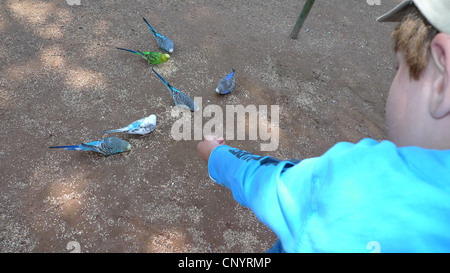 Budgerigar, budgie, parrocchetto (Melopsittacus undulatus), Little Boy budgies alimentazione Foto Stock