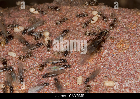 Black ant, comune black ant, giardino ant (cfr. Lasius niger), nido con uova, lavoratori, poco maschi e individui alati e una giovane regina, Germania Foto Stock