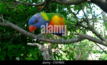 Rainbow lory (Trichoglossus haematodus), seduto su un ramo Foto Stock