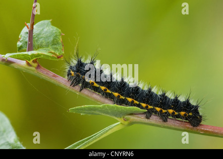 L'imperatore tarma (Saturnia pavonia, Eudia pavonia), giovane bruco su un impianto halm, in Germania, in Renania Palatinato Foto Stock