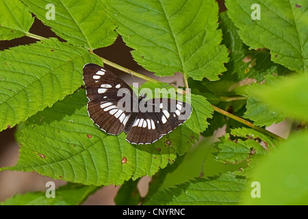 Aliante ungherese (Neptis rivularis, Limenitis rivularis), seduta su una foglia Foto Stock