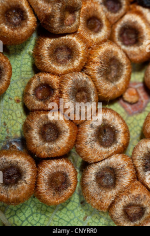 Foglie di quercia blister-gall cynipid wasp, silkbutton Oakleaf-spanglegall cynipid wasp, pulsante di seta spangle fiele (Neuroterus numismalis), galli sul lato inferiore di una foglia di quercia, Germania Foto Stock