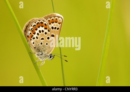 Argento-blu chiodati (Plebejus argus, Plebeius argus), femmina seduto su di una levetta di erba, in Germania, in Renania Palatinato Foto Stock