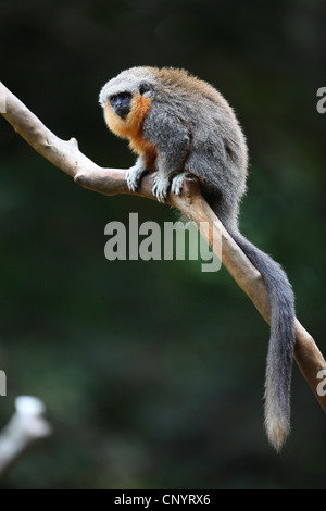 Dusky titi, Titi Monkey (Callicebus moloch), seduto su un ramo, Brasile, Para Foto Stock