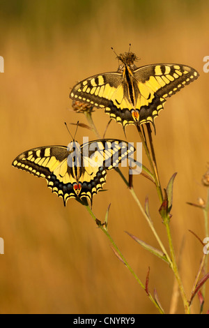Coda forcuta (Papilio machaon), due individui seduti su heath, in Germania, in Renania settentrionale-Vestfalia Foto Stock
