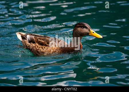 Il germano reale (Anas platyrhynchos), maschio in eclipse piumaggio simile ad una femmina, Germania Foto Stock