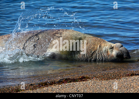 Elefante marino del sud (Mirounga leonina), Bull gettando se stesso con acqua, Argentina, Penisola Valdes Foto Stock