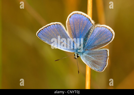 Comune (blu Polyommatus icarus), maschio in corrispondenza di un'erba halm, in Germania, in Renania settentrionale-Vestfalia Foto Stock