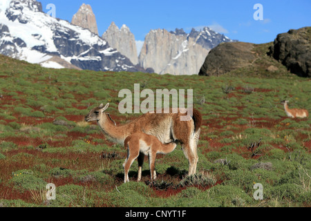Guanaco (Lama guanicoe), madre allattamento il suo bambino, Cile, Parco Nazionale Torres del Paine Foto Stock