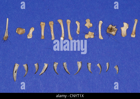 Nord del gufo reale (Bubo bubo), ossa, dorsali e chele di un riccio - cibo non digerito residuo da una pastiglia Foto Stock