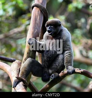 Comune lanosi scimmia, Humboldt's lanosi scimmia (Lagothrix lagotricha), seduti sui rami, Brasile Foto Stock