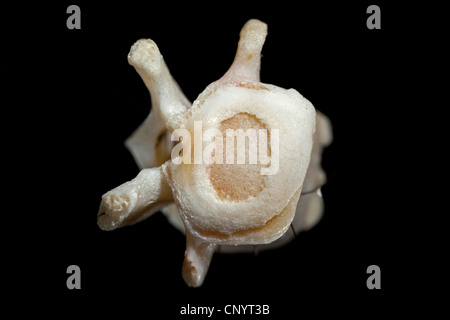 Nord del gufo reale (Bubo bubo), la vertebra di un riccio - cibo non digerito residuo da una pastiglia Foto Stock