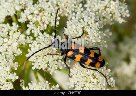 Quattro fasce di Longhorn Beetle (Strangalia quadrifasciata, Leptura quadrifasciata), sui fiori bianchi, Germania Foto Stock