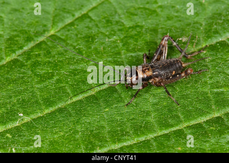 Legno cricket (Nemobius sylvestris), maschio ione di seduta una foglia, Germania Foto Stock
