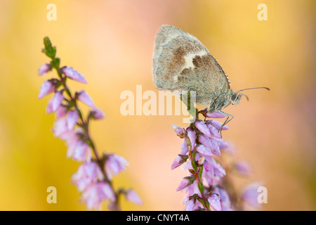 Small Heath (Coenonympha pamphilus), seduti su heather, Kleiner Feuerfalter Foto Stock