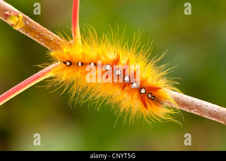 Sycamore tarma (Acronicta aceris), Caterpillar a un ramoscello, in Germania, in Renania Palatinato Foto Stock