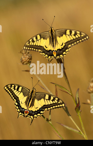 Coda forcuta (Papilio machaon), due swallowtails su un fiordaliso, in Germania, in Renania settentrionale-Vestfalia Foto Stock