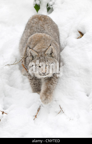 Eurasian (Lynx Lynx lynx), capretti camminando attraverso la neve profonda, Germania Foto Stock