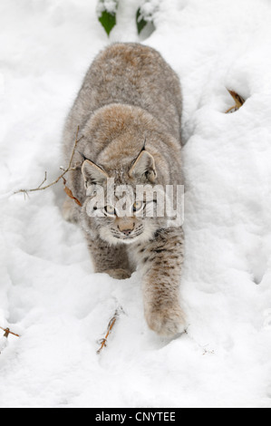 Eurasian (Lynx Lynx lynx), capretti camminando attraverso la neve profonda, Germania Foto Stock