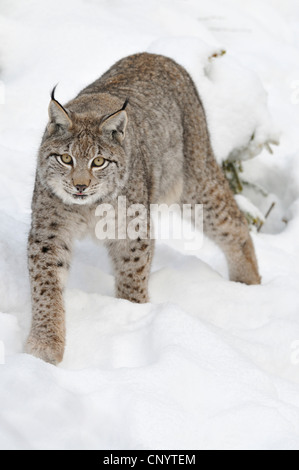 Eurasian (Lynx Lynx lynx), capretti camminando attraverso la neve profonda, Germania Foto Stock