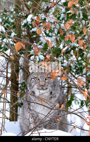 Eurasian (Lynx Lynx lynx), seduta in un boschetto ben mimetizzata, Germania Foto Stock