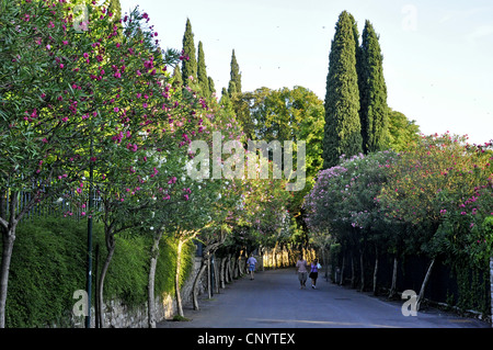 Oleandro (Nerium oleander), oleandri fioriti alley, Italia, Lago di Garda, Lombardia, Sirmione Foto Stock