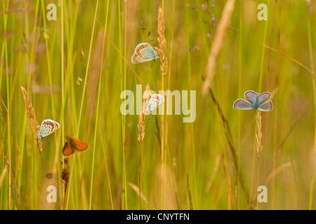 Argento-blu chiodati (Plebejus argus, Plebeius argus), Argento chiodati maschi blu con skipper, dormendo in comunità, in Germania, in Renania settentrionale-Vestfalia Foto Stock