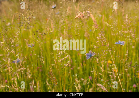 Argento-blu chiodati (Plebejus argus, Plebeius argus), comunità del sonno, in Germania, in Renania settentrionale-Vestfalia Foto Stock