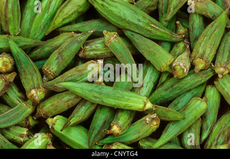 Gobo, okra (Hibiscus Esculentus, Abelmoschus esculentus), okras Foto Stock