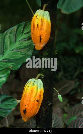 Chocolate, Cocoa Tree (Theobroma cacao), albero di cacao con frutta Foto Stock