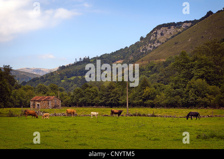 Vacche e vitelli il pascolo in un prato di una casa di campagna nel nord della Cantabria, Spagna, Europa Foto Stock