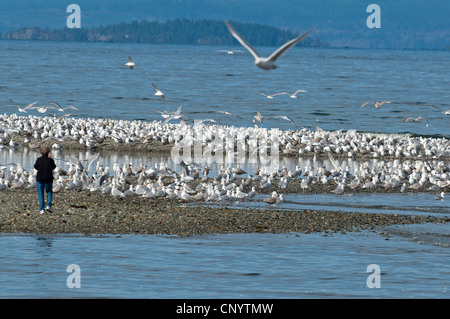 Aringa e Glaucous-winged Gabbiani si riuniscono per una alimentazione bonanza DELLE ARINGHE SECCHE, Isola di Vancouver. SCO 8185 Foto Stock