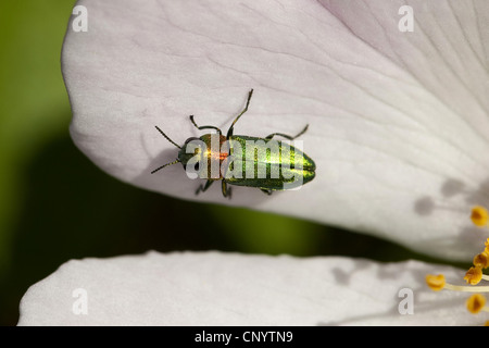 Gioiello beetle, METALLIZZATE LEGNO-noioso beetle (Anthaxia nitidula), seduti su un fiore, Germania Foto Stock