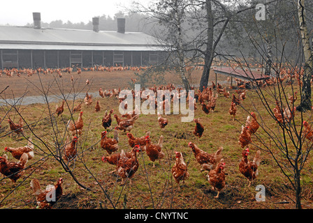 Galli e galline (Gallus gallus f. domestica), intervallo libero in una fattoria di pollo, Germania Foto Stock