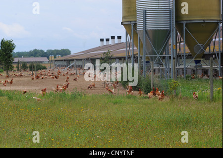 Galli e galline (Gallus gallus f. domestica), intervallo libero in una fattoria di pollo, Germania Foto Stock