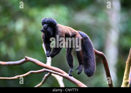 Uta Hick il barbuto saki (Chiropotes utahickae), che poggiano su un ramo, Brasile, Para Foto Stock