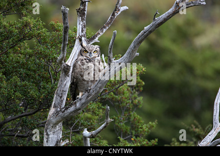 Magellanic cornuto Civetta (Bubo magellanicus), seduto su un albero morto, Cile, Parco Nazionale Torres del Paine Foto Stock