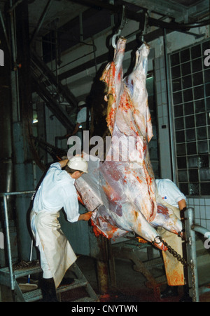 Gli animali domestici della specie bovina (Bos primigenius f. taurus), appeso al soffitto di un macello scuoiamento, Germania Foto Stock