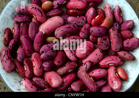 I baccelli, scarlet runner (Phaseolus coccineus), i baccelli su una piastra Foto Stock