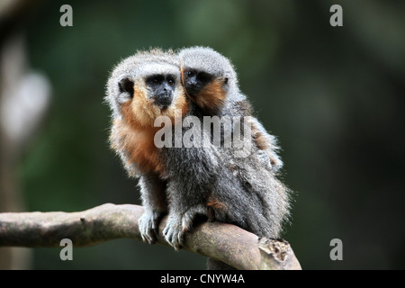 Dusky titi (Callicebus moloch), con cub, Brasile, Para Foto Stock