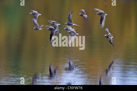 Ruff (Philomachus pugnax), lo sbarco, Norvegia, Troms, Tromsoe Foto Stock