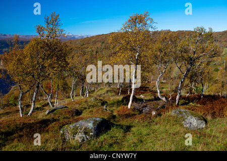 La betulla (Betula spec.), bosco di betulle, in autunno, Norvegia, Nordland, Korgfjellet Foto Stock