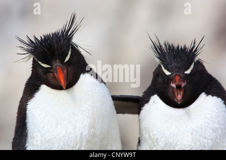 Pinguino saltaroccia (Eudyptes chrysocome), abbracciando, Argentina, Isola dei Pinguini Foto Stock