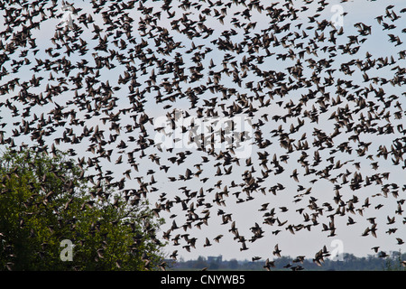 Starling comune (Sturnus vulgaris), flying gregge in controluce, Austria, Burgenland, Neusiedler See Parco Nazionale Foto Stock